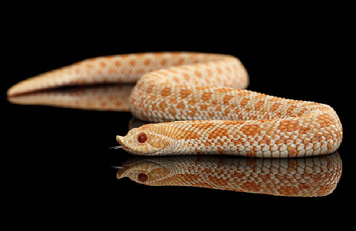 Rắn mũi hếch - Hognose snake, giống như tên gọi, chúng sở hữu phần hàm trên trước mũi hếch lên trên trông giống mũi rất ngộ nghĩnh. Chúng có sở thích đào hang, đào cát bằng chiếc mũi này. Ảnh: iStock