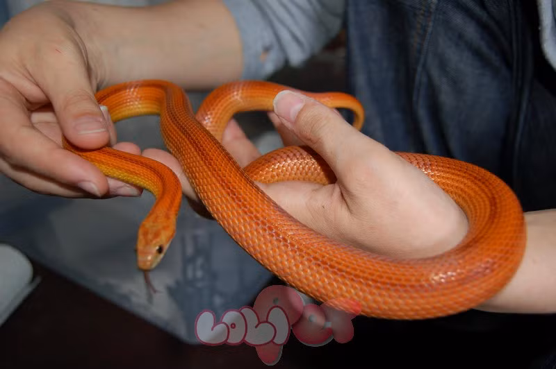 Rắn ngô - Corn snake là dòng rắn cảnh được nuôi nhiều nhất hiện nay tại Việt Nam. Chúng được chuộng vì có giá thành rẻ và rất dễ chăm sóc. Chúng có tên như vậy là vì chúng thường ẩn trong các ruộng ngô tại Hoa Kỳ để săn chuột. Ảnh: Loli snake