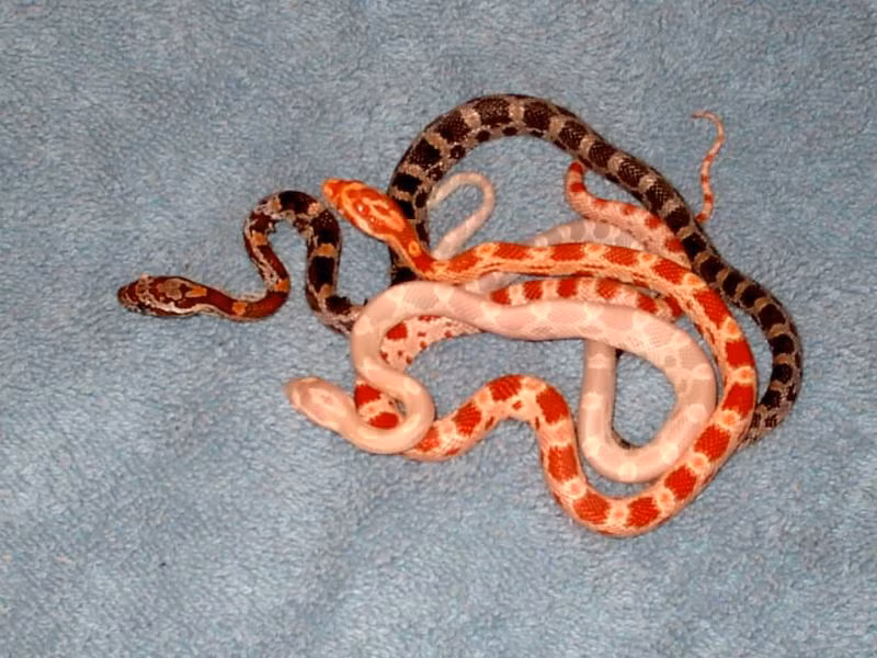 Rắn ngô cũng khá đa dạng về ngoại hình, thường có các đốm nhỏ dưới bụng. Trong quá trình nhân giống phục vụ nuôi làm cảnh, chúng có thể xuất hiện dạng trơn không có đốm hoặc bạch tạng v.v.. Rắn ngô được bán với giá dưới 1 triệu đồng. Ảnh: Pet Farm