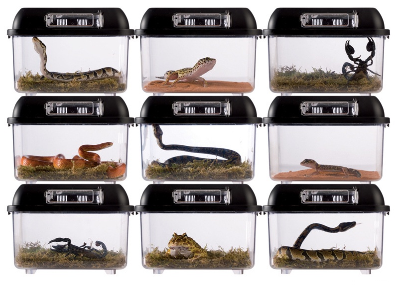 Để nuôi loài bò sát này, bạn chỉ cần một cái bể kính, thùng gỗ, hay hộp nhựa... Nên có nắp đậy để phòng trường hợp "bé na" cưng lại xổng đi mất. Ảnh Petshop