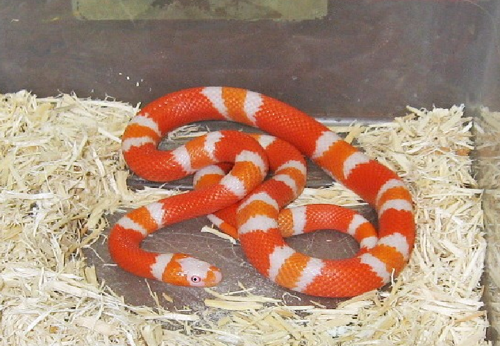 Đứng đầu bảng là loại rắn đẹp nhất trên thế giới chính là loài rắn sữa Honduras. Chúng sở hữu những khoang màu nổi bậc làm nhiều người thích. Xuất phát từ Trung Mỹ, loài rắn này được nhân giống trên toàn thế giới và có những dòng bạch tạng có màu sắc tươi sáng. Những con rắn Hunduras thường có giá từ 5 triệu đồng.