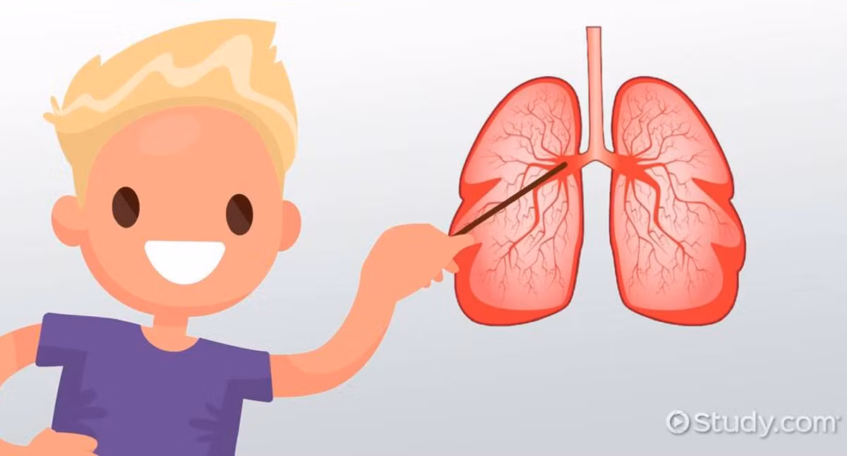 Hệ hô hấp của người Sao Hỏa cũng sẽ tiến hóa để xử lý oxy hiệu quả hơn trong bầu không khí mỏng manh của hành tinh này. Những đặc điểm tương tự như của người Tây Tạng - mao mạch dày đặc hơn và khả năng trao đổi chất tốt hơn - có thể xuất hiện ở thế hệ đầu tiên sinh ra trên Sao Hỏa. Điều này sẽ giúp họ sống sót trong điều kiện oxy cực kỳ thấp. Ảnh: Medic Study