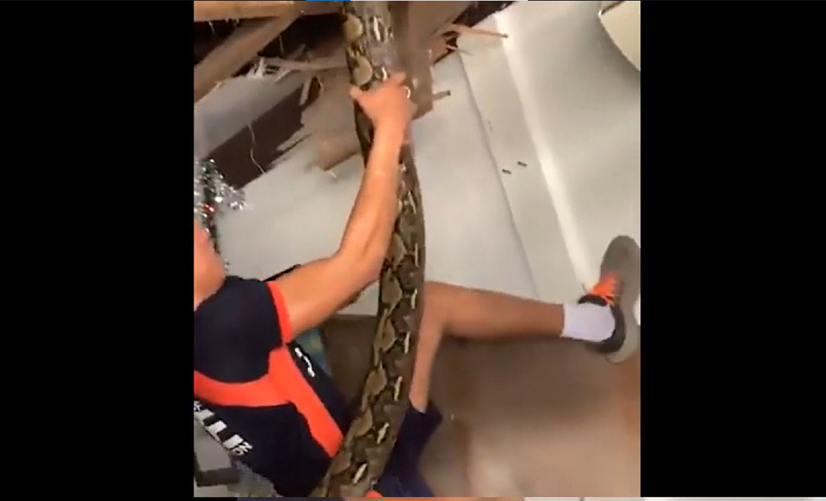 Một người khác phải tỳ chân đạp vào vách tường để có thể lôi nó xuống. Sau đó nó được cho lên xe để đưa đến một trung tâm động vật hoang dã địa phương trước khi được thả về tự nhiên.