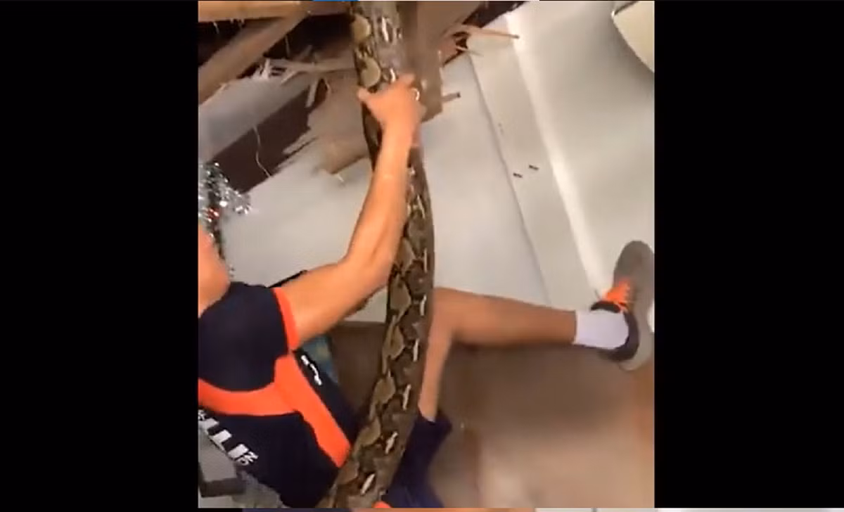 Một người khác phải tỳ chân đạp vào vách tường để có thể lôi nó xuống. Sau đó nó được cho lên xe để đưa đến một trung tâm động vật hoang dã địa phương trước khi được thả về tự nhiên.