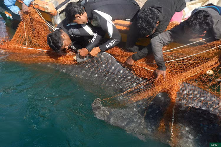 Các ngư dân và nhà khoa học vừa giải cứu thành công một con cá mập voi dài đến 5m bị vướng vào lưới của ngư dân tại làng Poonthura, Kerala, Ấn Độ hôm 16/1.