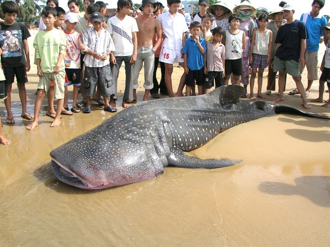  Tại Việt Nam, loài cá này không hiếm gặp. Chúng thường xuất hiện và cọ lưng vào mạn tàu thuyền. Nếu gặp cá đang sống, vướng lưới thì ngư dân thường tháo lưới rải gạo, muối cho cá đi. Còn nếu gặp cá chết thì thường làm lễ chôn cất. Ảnh: Trần Vĩnh