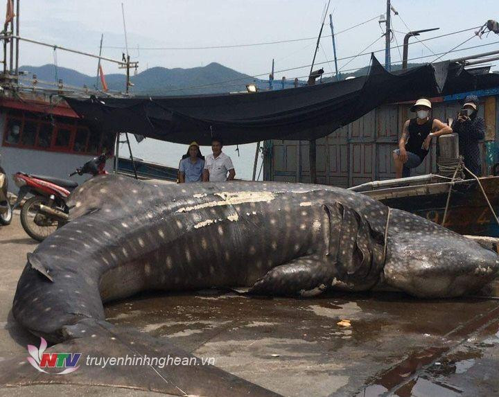 Cuối tháng 6/2023, một con cá mập voi nặng hơn 2 tấn, dài 8m bị dạt vào bờ tại cảng Quỳnh Phương, thị xã Hoàng Mai, tỉnh Nghệ An. Sau đó, chính quyền đã hỗ trợ di chuyển đến nơi chôn cất theo phong tục cổ truyền. Ảnh NTV