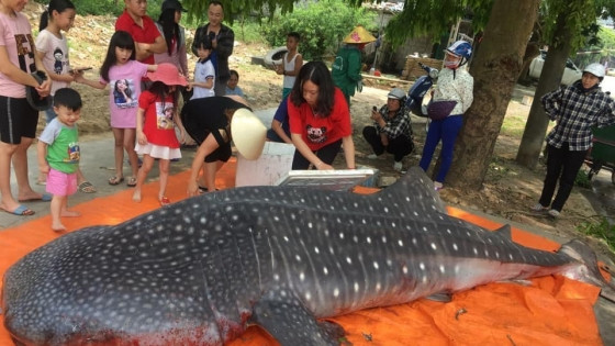 Năm 2019, một tàu đánh cá tại Sầm Sơn (Thanh Hóa) cũng gặp một cá mập voi khoảng 600 kg bị vướng lưới. Vì không nhận thức được, ngư dân này đã đưa cá vào bờ và sau đó được đưa đi tiêu hủy. Ảnh: Thiên Trang/TPO