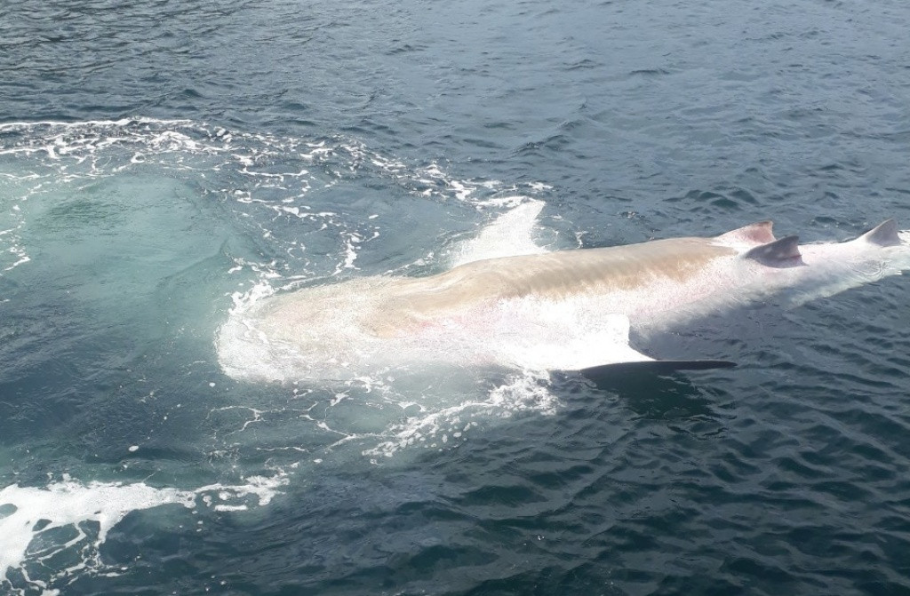 Cũng trong năm 2019, một con cá voi nhám dài 5,5m bị đuối sức trôi dạt vào vịnh Vân Phong, tỉnh Khánh Hòa. Người dân đã cố gắng cứu giúp nhưng không thành. Viện Hải Dương học Nha Trang đã tiến hành ướp xác để lưu mẫu phục vụ công tác nghiên cứu và trưng bày. Ảnh: VTV