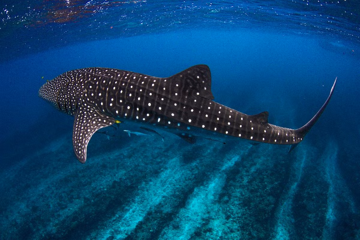  Có thể nhận biết chúng bằng các họa tiết đốm trắng và sọc đặc trưng trên cơ thể màu xanh xám. Chúng được liệt kê là loài có nguy cơ tuyệt chủng do các mối đe dọa như vô tình vướng vào ngư cụ, phá hủy môi trường sống và săn bắn. Ảnh: Diputi Tuor 