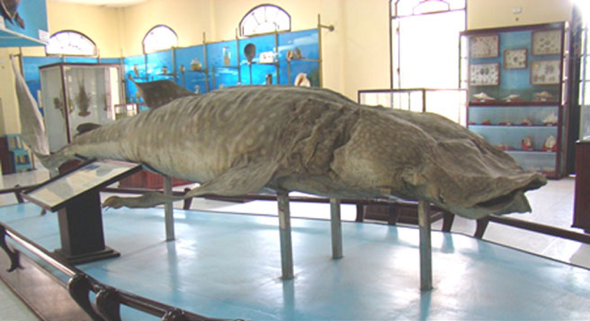 Theo pháp luật Việt Nam, loài cá nhám voi thuộc nhóm I của danh mục loài thủy sản nguy cấp, quý, hiếm. Pháp luật nghiêm cấm đánh bắt dưới mọi hình thức. Ngư dân trên cả nước cần lưu ý để bảo tồn loài sinh vật này. Ảnh: Bảo tàng Hải dương học Nha Trang