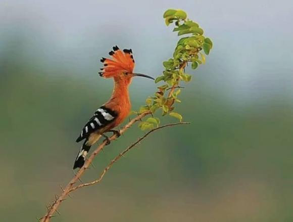 Chim Đầu Rìu thu hút mọi ánh nhìn với màu sắc rực rỡ ở phần đầu và cổ, cùng chiếc mào xòe như đuôi công. Tuy có kích thước nhỏ (27 - 32,5cm), nhưng chúng là một trong những loài chim bay rất nhanh.