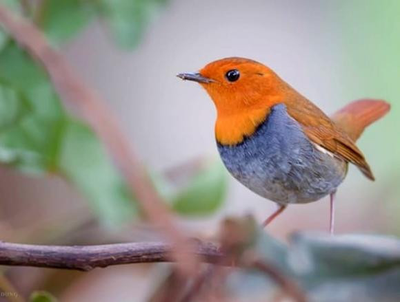 Hoét mặt đỏ là loài chim di cư từ phương Bắc đến Việt Nam. Chim trống nổi bật với mặt và ngực màu vàng hung tươi. Chúng thường sống trong rừng xanh ở độ cao khoảng 1.500m, đôi khi xuất hiện ở vườn nhà.