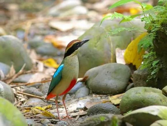 Chim đuôi cụt bụng đỏ là một loài chim sẻ nhỏ với ngoại hình thanh thoát, sở hữu bộ lông 5 màu sắc: đỏ, be, xanh, đen và nâu. Tuy nhiên, số lượng của chúng đang suy giảm nhanh chóng do nạn phá rừng, đặc biệt là để phục vụ nông nghiệp và khai thác gỗ, đe dọa nghiêm trọng đến môi trường sống của loài.