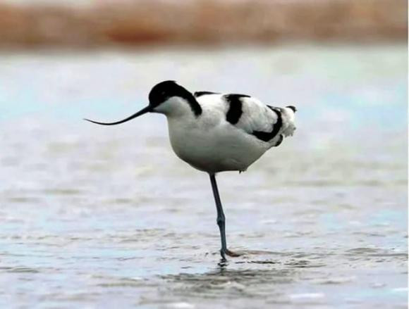 Cà kheo mỏ cong là loài chim nước, thường xuất hiện ở đồng bằng, ven sông, hồ của Việt Nam. Tên gọi của chúng xuất phát từ chiếc mỏ dài và cong ở cuối, trông như chiếc cà kheo. Đây là một loài chim quen thuộc với những người sống gần các vùng nước.