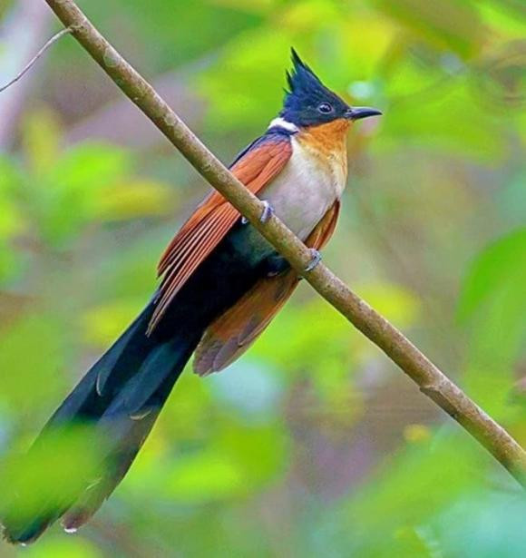 Chim Khát Nước nổi bật với bộ lông sặc sỡ, kết hợp giữa màu cam, vàng và đen cùng chiếc mào cao như chim chào mào. Điều đặc biệt ở loài chim này là tiếng kêu "khát nước" đặc trưng, nguồn gốc cho cái tên độc đáo của chúng. Chim Khát Nước thường xuất hiện ở rừng thứ sinh, cây bụi, tre nứa, rừng thường xanh và rừng ngập mặn. Tuy nhiên, chính vẻ đẹp của chúng đã khiến nhiều người săn bắt về làm cảnh, gây áp lực lên số lượng loài.