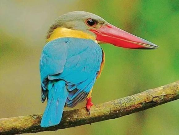 Sả mỏ rộng là loài chim săn mồi kích thước trung bình, phân bố chủ yếu ở rừng nguyên sinh. Chúng có chiếc mỏ rất dài và to, đặc biệt ở con đực. Chính chiếc mỏ rộng và nhọn giống như sả đã tạo nên cái tên độc đáo của loài chim này.