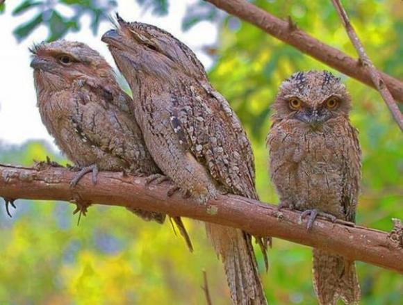 Cú muỗi mỏ quặp: Loài cú này mang vẻ đẹp bí ẩn với bộ lông màu nâu xám gần giống màu vỏ cây, giúp chúng dễ dàng ngụy trang trong những khu rừng lá rộng ở độ cao 900 - 1.900m. Ít ai có cơ hội chiêm ngưỡng vẻ đẹp của Cú muỗi mỏ quặp, bởi chúng là bậc thầy ẩn mình trong tự nhiên hoang dã.