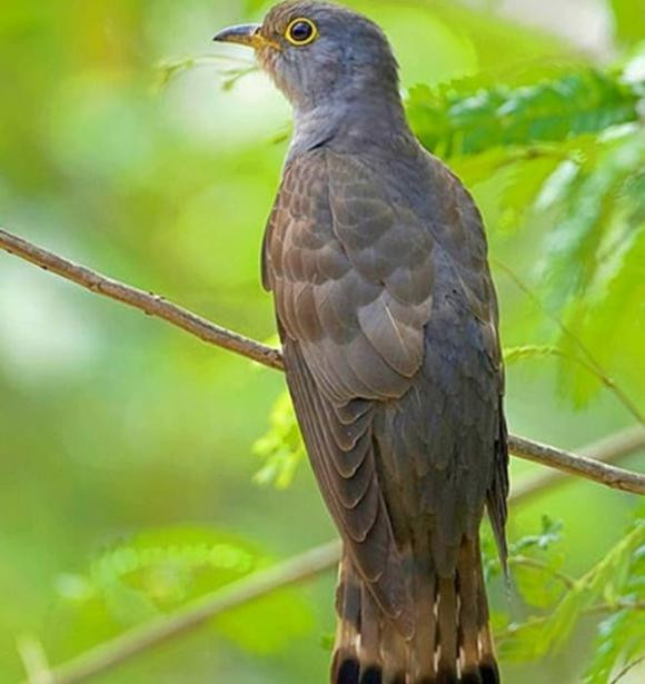 "Bắt cô trói cột" - đó chính là tiếng kêu đặc trưng của loài chim này, nghe như một lời thoại quen thuộc. Tuy phân bố rộng khắp cả nước, nhưng những người ở vùng quê thường dễ dàng nghe thấy tiếng kêu của chúng hơn. Chim Bắt Cô Trói Cột có bộ lông sáng màu, đôi mắt viền vàng rất đẹp. Đặc biệt, chúng có thói quen ký sinh trứng vào tổ của loài khác như chèo bẻo, một hành vi thú vị trong thế giới loài chim.