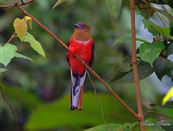 Nuốc bụng đỏ có bộ lông màu nâu kết hợp với chiếc bụng đỏ rực rỡ, tạo nên vẻ ngoài bắt mắt. Chúng phân bố khắp các vùng rừng trên cả nước, từ độ cao 50 - 2.600m, dễ dàng được nhận diện nhờ màu sắc đặc trưng.