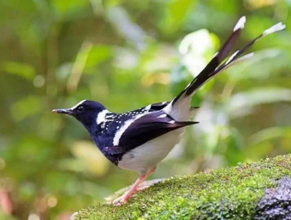 Để nhìn thấy loài chim Chích chòe nước đốm trắng không hề dễ dàng, bởi chúng thường sinh sống dọc theo các suối đá ở vùng rừng núi có độ cao từ 900 - 2.500m. Chích chòe nước đốm trắng có vẻ đẹp tinh tế với những đốm trắng trên nền lông đen. Chúng cũng được nhiều người săn lùng về làm cảnh, gây ảnh hưởng không nhỏ đến số lượng của loài.