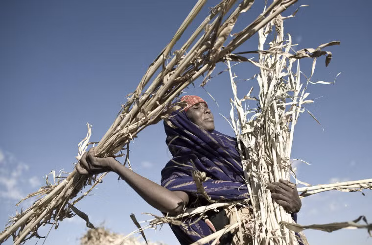 Khác với Somalia, vùng Somaliland đã xây dựng được một nhà nước độc lập, hòa bình, dân chủ và thậm chí có thể coi là kinh doanh phát đạt.