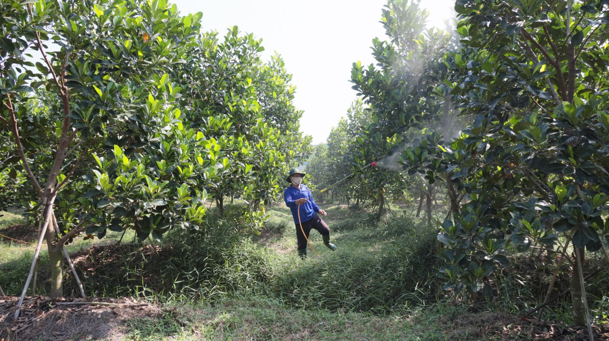 Trong mit ruot do xo vang o Tay Ninh mang lai thu nhap cao