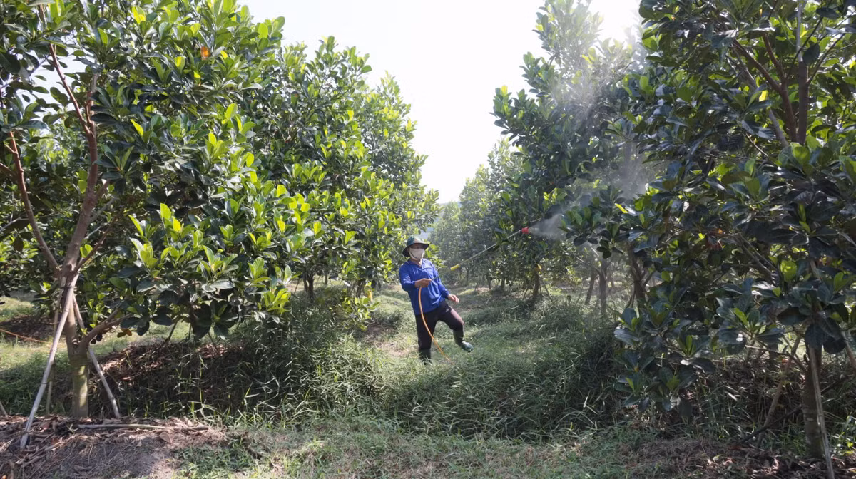 Trong mit ruot do xo vang o Tay Ninh mang lai thu nhap cao