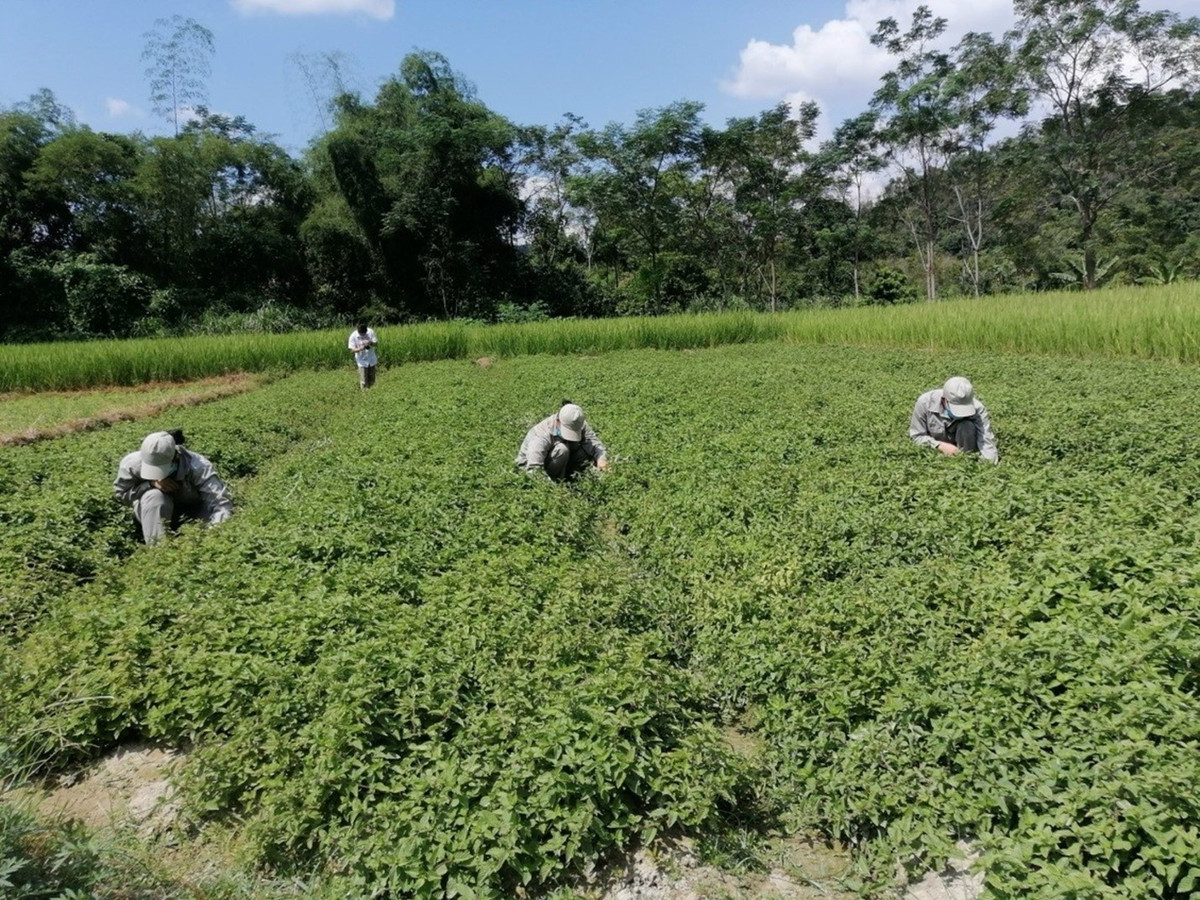 Trong cay “vang den” nong dan Lang Son thu hang tram ty dong/nam