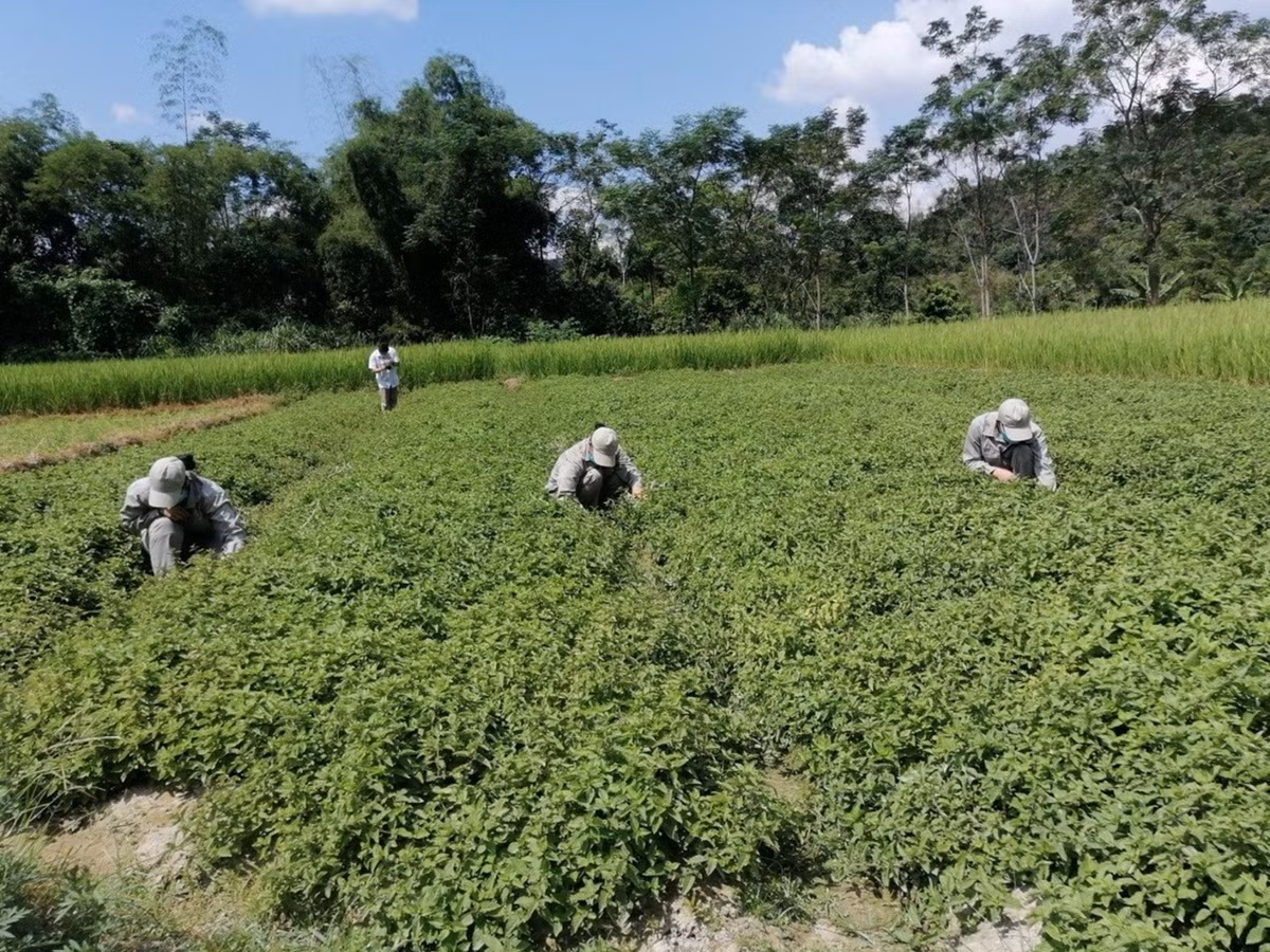 Trong cay “vang den” nong dan Lang Son thu hang tram ty dong/nam