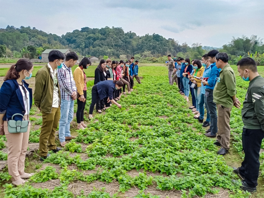 Trong cay “vang den” nong dan Lang Son thu hang tram ty dong/nam-Hinh-2