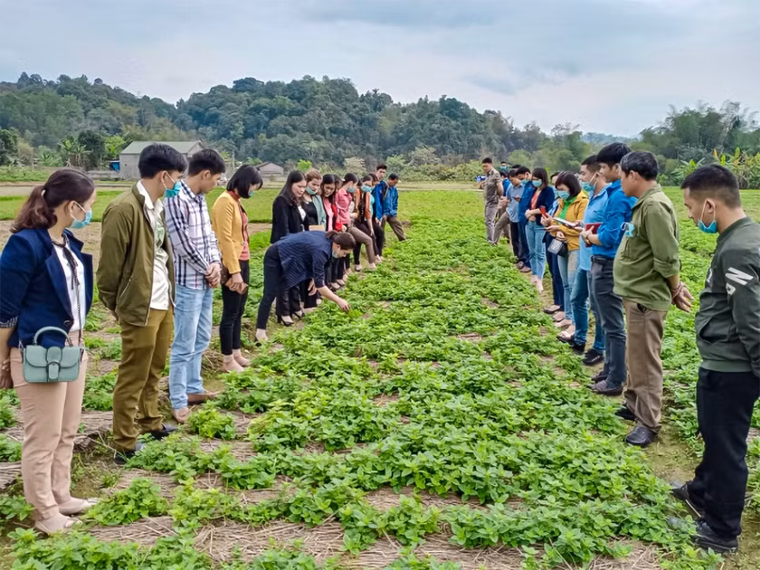 Trong cay “vang den” nong dan Lang Son thu hang tram ty dong/nam-Hinh-2