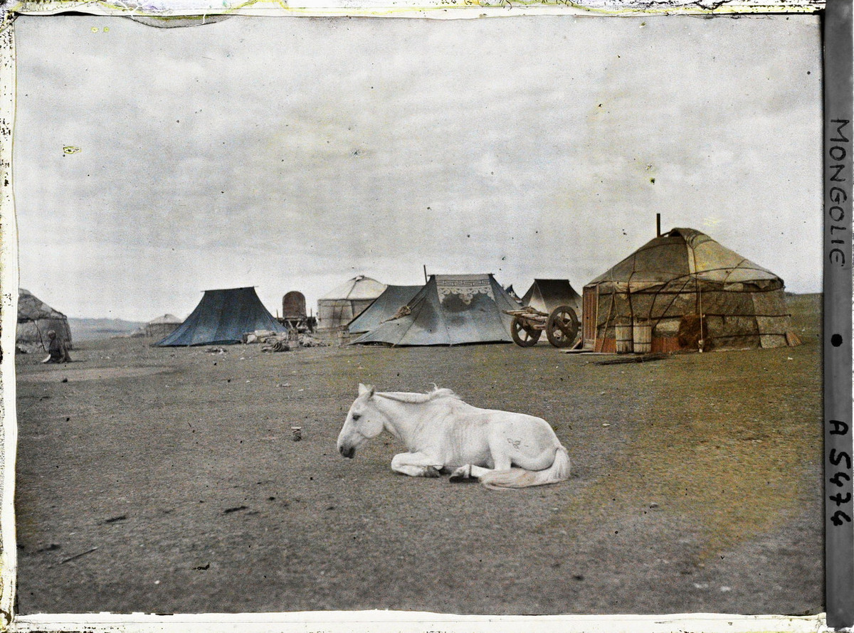 Một con ngựa nằm nghỉ ngơi.