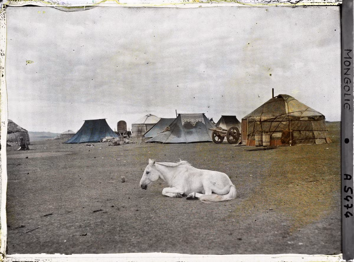 Một con ngựa nằm nghỉ ngơi.