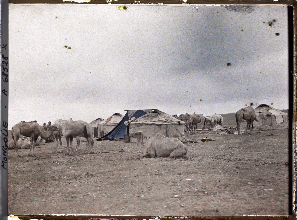 Những con lạc đà của một đoàn lữ hành.