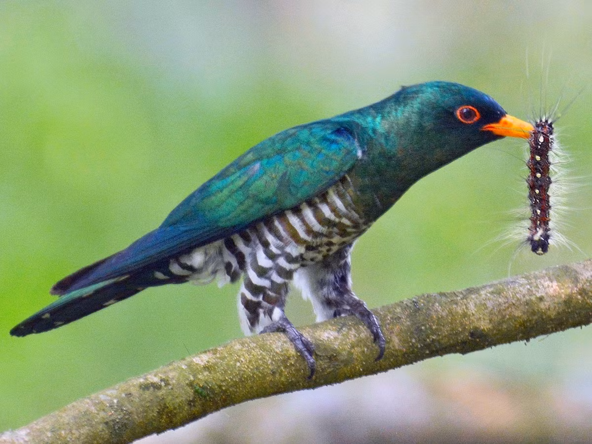 Tìm vịt xanh (Chrysococcyx maculatus) dài 17-18 cm, là loài định cư không phổ biến tại Bắc và Trung Trung Bộ, trú đông không phổ biến tại Nam Trung Bộ và Nam Bộ, ghi nhận không thường xuyên tại vùng Tây Bắc và Đông Bắc. Chúng sống ở rừng lá rộng thường xanh, rừng thứ sinh, thỉnh thoảng ở rừng đầm lầy nước ngọt, rừng trồng và vườn trong thời gian di cư và trú đông.