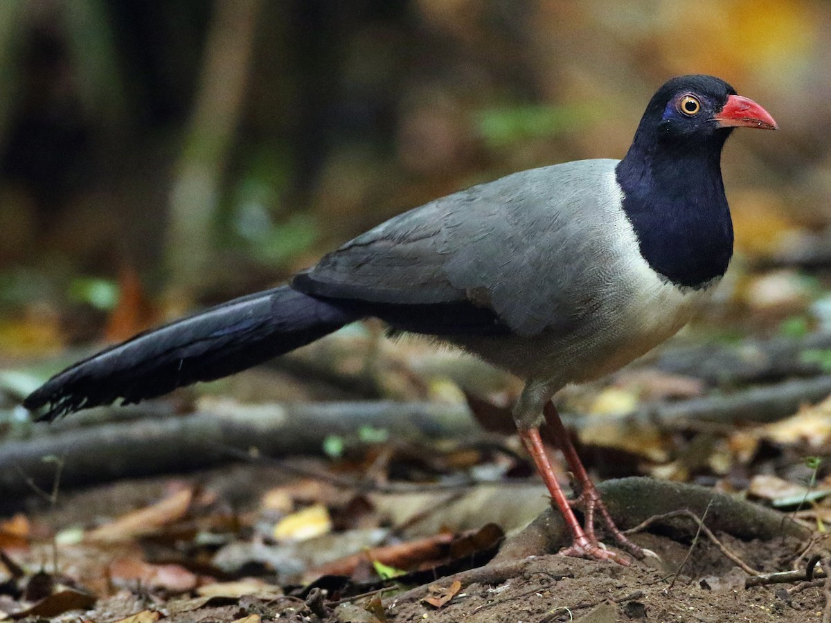 Phướn đất (Carpococcyx renauldi) dài 68-69 cm, là loài định cư hiếm đến không phổ biến tại phía Đông Nam vùng Đông Bắc, Bắc và Trung Trung Bộ. Chúng sống ở rừng lá rộng thường xanh, rừng thứ sinh. Tình trạng bảo tồn: Sắp nguy cấp (Sách Đỏ IUCN), Sắp nguy cấp (Sách Đỏ Việt Nam).