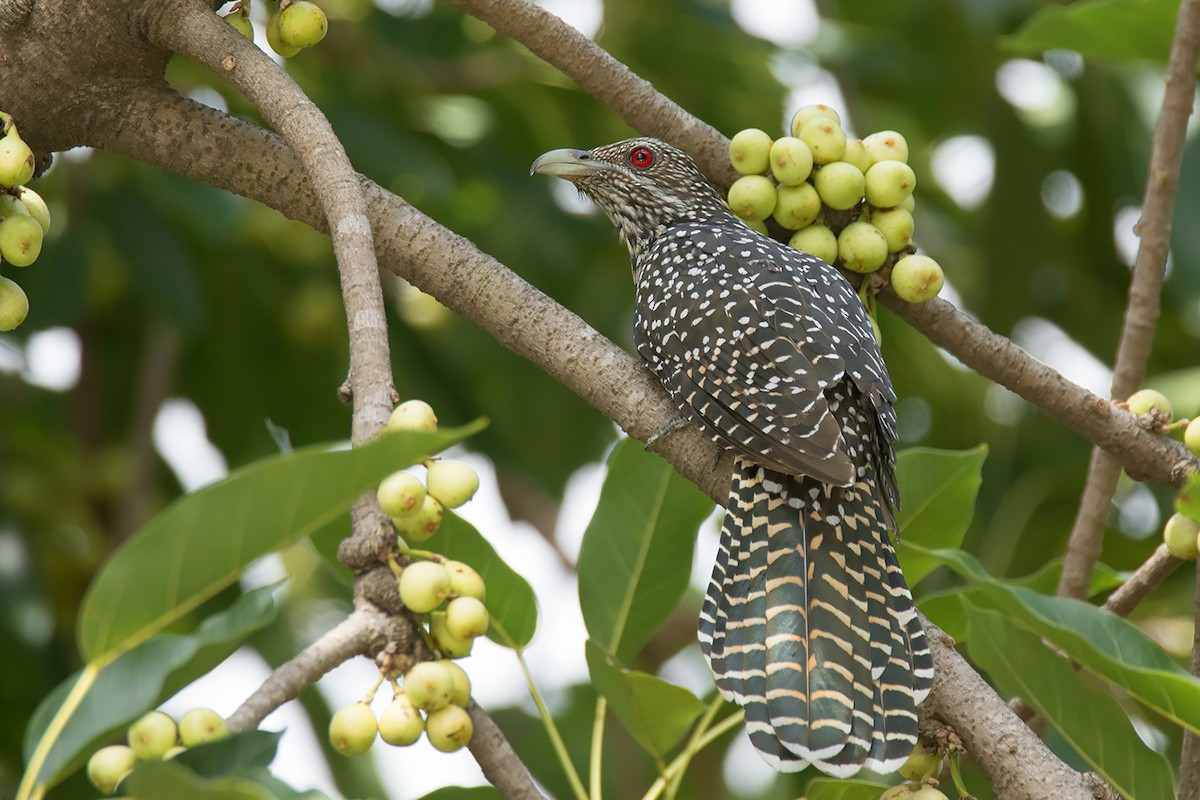 Tu hú (Eudynamys scolopacea) dài 40-44 cm, là loài định cư, tương đối phổ biến tại Tây Bắc, Trung Bộ, Nam Bộ, di cư phổ biến của Đông Bắc. Sinh cảnh của loài này là rừng thứ sinh, rừng gỗ trống trải, khu vực canh tác, vườn, công viên.