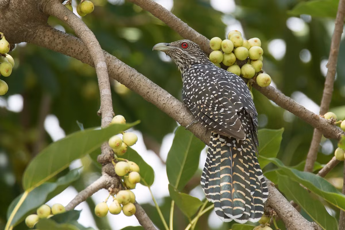 Tu hú (Eudynamys scolopacea) dài 40-44 cm, là loài định cư, tương đối phổ biến tại Tây Bắc, Trung Bộ, Nam Bộ, di cư phổ biến của Đông Bắc. Sinh cảnh của loài này là rừng thứ sinh, rừng gỗ trống trải, khu vực canh tác, vườn, công viên.