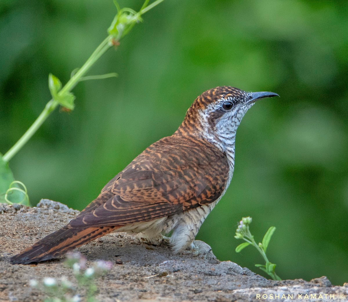 Tìm vịt vằn (Cacomantis sonneratii) dài 23-24 cm, là loài định cư tương đối phổ biến trong cả nước (trừ Tây Bắc). Chúng sống ở rừng lá rộng thường xanh, rừng rụng lá, rừng thứ sinh.