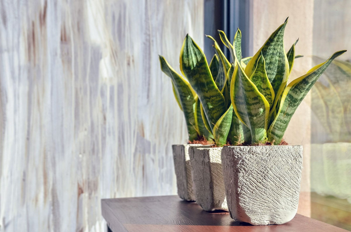  Lưỡi hổ vằn (chi Sansevieria). Kích cỡ tương đối: cao 20 cm đến 1,2 mét, rộng 20-60 cm. Điều kiện sống lý tưởng: Độ sáng thấp đến trung bình và cao; 16-30 độ C; đất khô vừa phải.