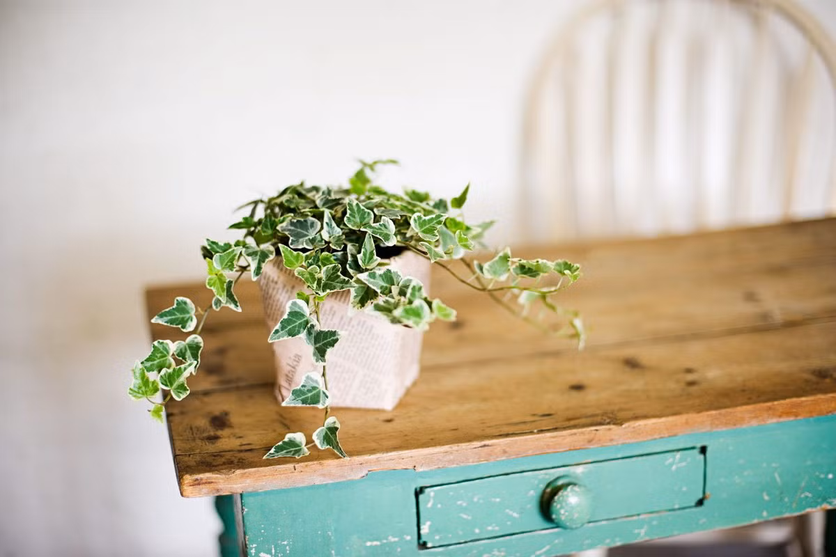  Thường xuân (Hedera helix). Kích cỡ tương đối: Cao 15-39 cm, rộng 15 cm đến 1,8 mét. Điều kiện sống lý tưởng: Độ sáng trung bình đến cao; 13-22 độ C; độ ẩm trung bình đến cao; đất ẩm đều.