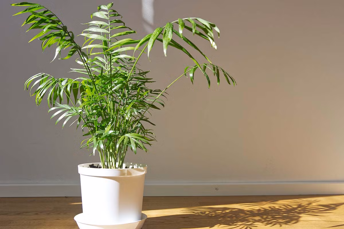  Cau tiểu trâm (Chamaedorea elegans). Kích cỡ tương đối: Cao 30 cm - 2,4 mét, rộng 30-90 cm. Điều kiện sống lý tưởng: Độ sáng thấp đến trung bình; 13-24 độ C; đất ẩm đều.