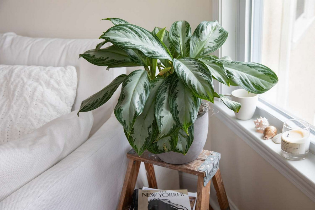  Ngân hậu (Aglaonema commutatum). Kích cỡ tương đối: Cao 30-90 cm, rộng 30-60 cm. Điều kiện sống lý tưởng: Độ sáng thấp đến trung bình; 16-24 độ C; đất ẩm đều.