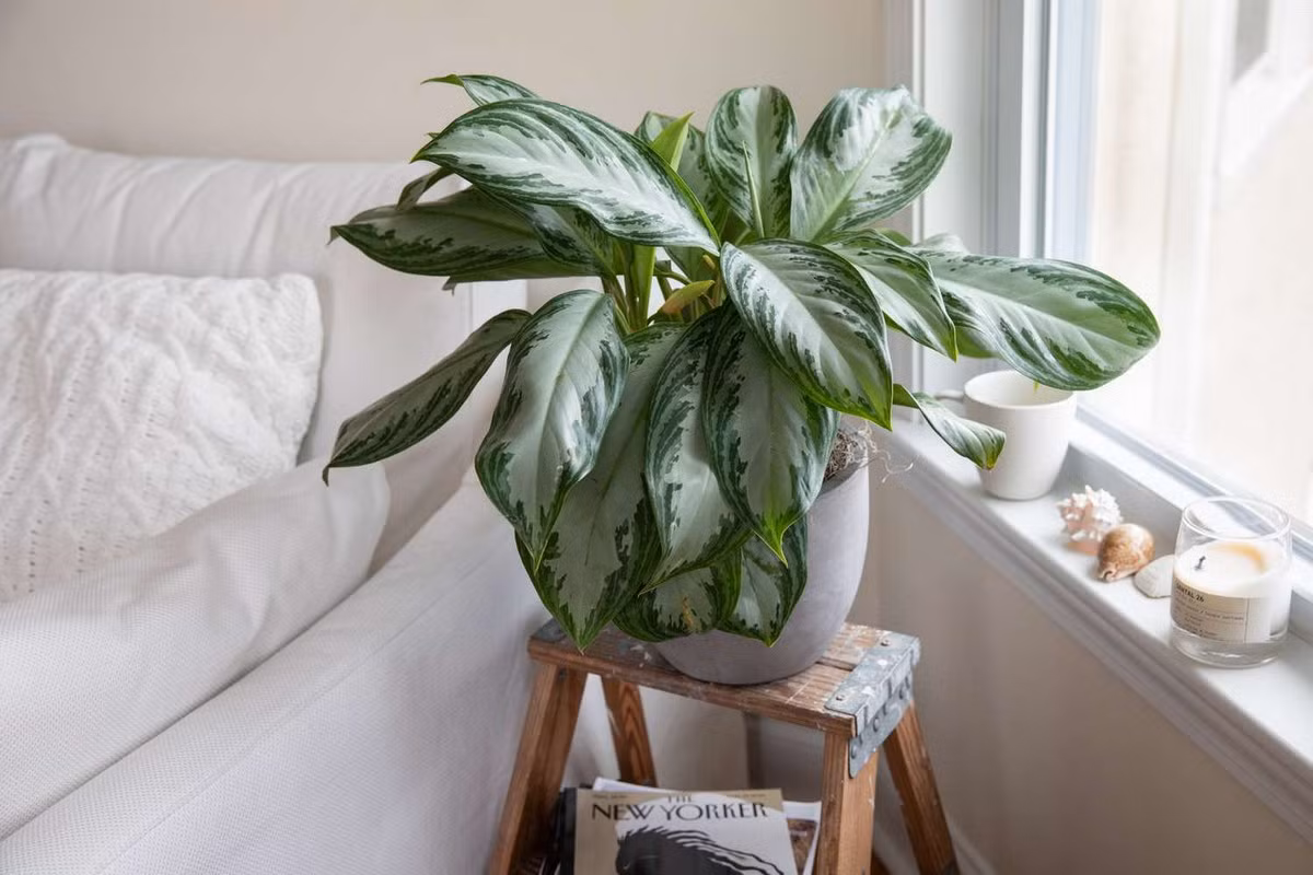  Ngân hậu (Aglaonema commutatum). Kích cỡ tương đối: Cao 30-90 cm, rộng 30-60 cm. Điều kiện sống lý tưởng: Độ sáng thấp đến trung bình; 16-24 độ C; đất ẩm đều.