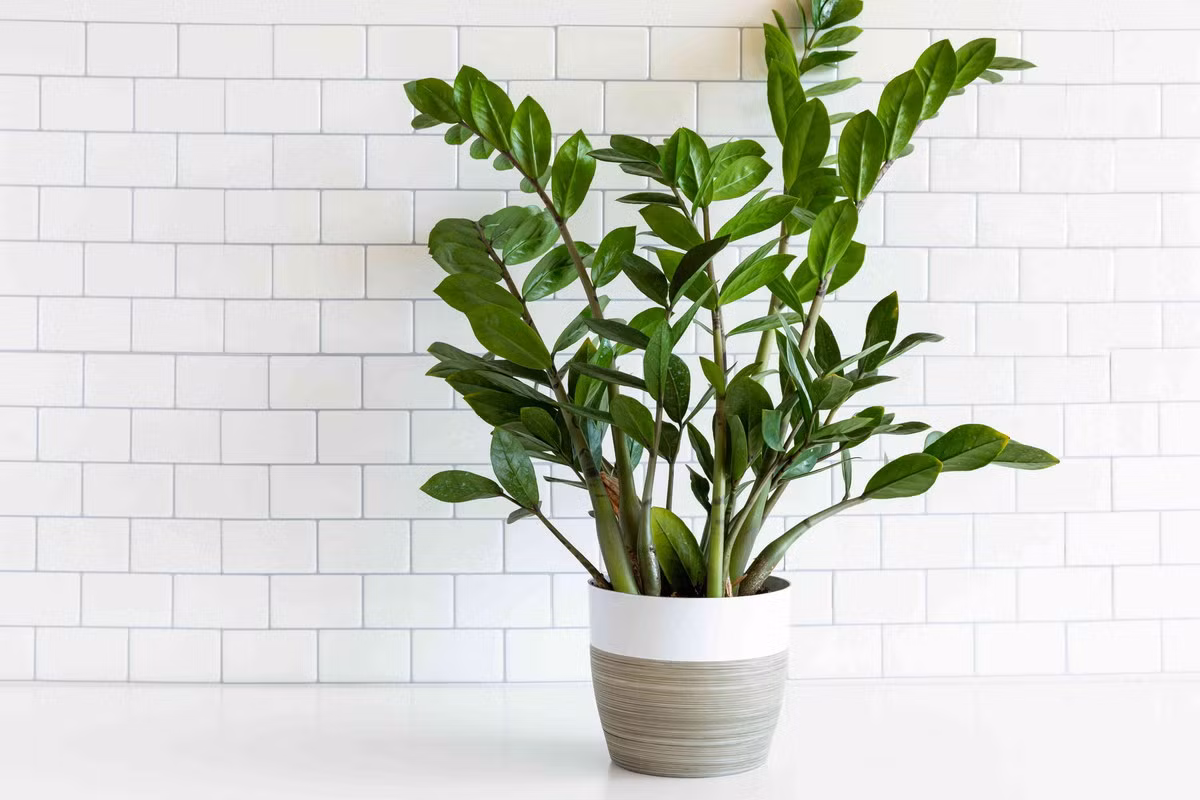  Kim tiền (Zamioculcas zamiifolia). Kích cỡ tương đối: Cao 30-90 cm, rộng 30-60 cm. Điều kiện sống lý tưởng: Độ sáng thấp đến trung bình; 18-26 độ C; đất khô vừa phải.