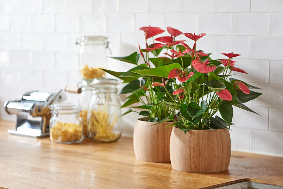  Hồng môn (Anthurium andraeanum). Kích cỡ tương đối: Cao 30-90 cm, rộng 30-60 cm. Điều kiện sống lý tưởng: Độ sáng trung bình đến cao (tránh nắng chiếu trực tiếp); 18-27 độ C; đất ẩm đều.