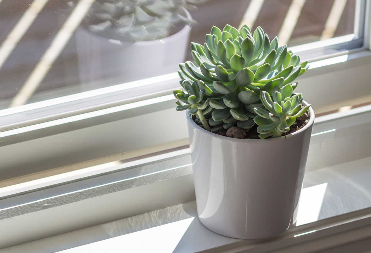  Sen đá (chi Echeveria). Kích cỡ và điều kiện sống lý tưởng: Đa dạng, tùy theo từng dòng.