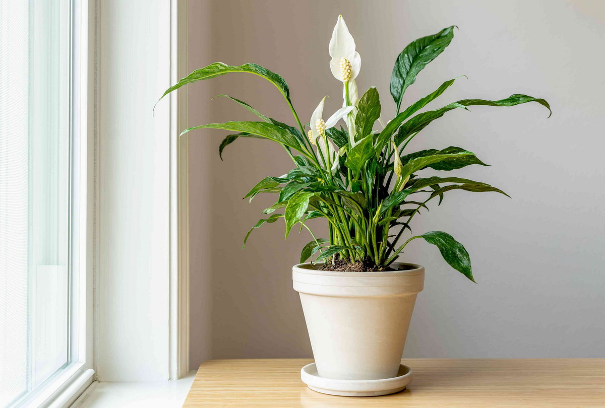  Lan ý (Spathiphyllum wallisii). Kích cỡ tương đối: Cao 30-90 cm, rộng 30-60 cm. Điều kiện sống lý tưởng: Độ sáng thấp đến trung bình; 16-30 độ C; đất ẩm đều.