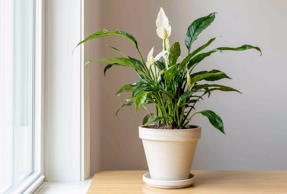  Lan ý (Spathiphyllum wallisii). Kích cỡ tương đối: Cao 30-90 cm, rộng 30-60 cm. Điều kiện sống lý tưởng: Độ sáng thấp đến trung bình; 16-30 độ C; đất ẩm đều.